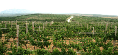 張?jiān)4蛟靽?guó)際一流葡萄基地