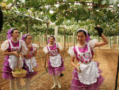 張?jiān)4蛟靽?guó)際一流葡萄基地