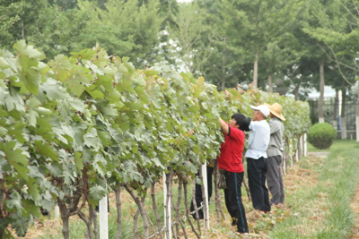 張?jiān)4蛟靽?guó)際一流葡萄基地