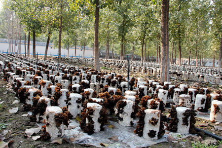 黃河三角洲的高效生態(tài)之路