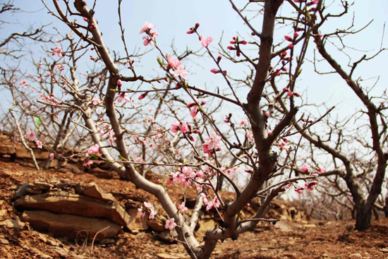 山東沂水鄉(xiāng)村旅游活動啟動 賞萬畝桃花訪千古紀王城