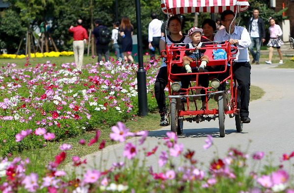 上海:菊花競放 盡享秋意