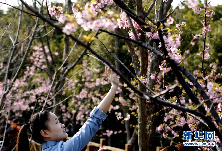 2012上海櫻花節(jié)“櫻之緣”攝影賽開拍
