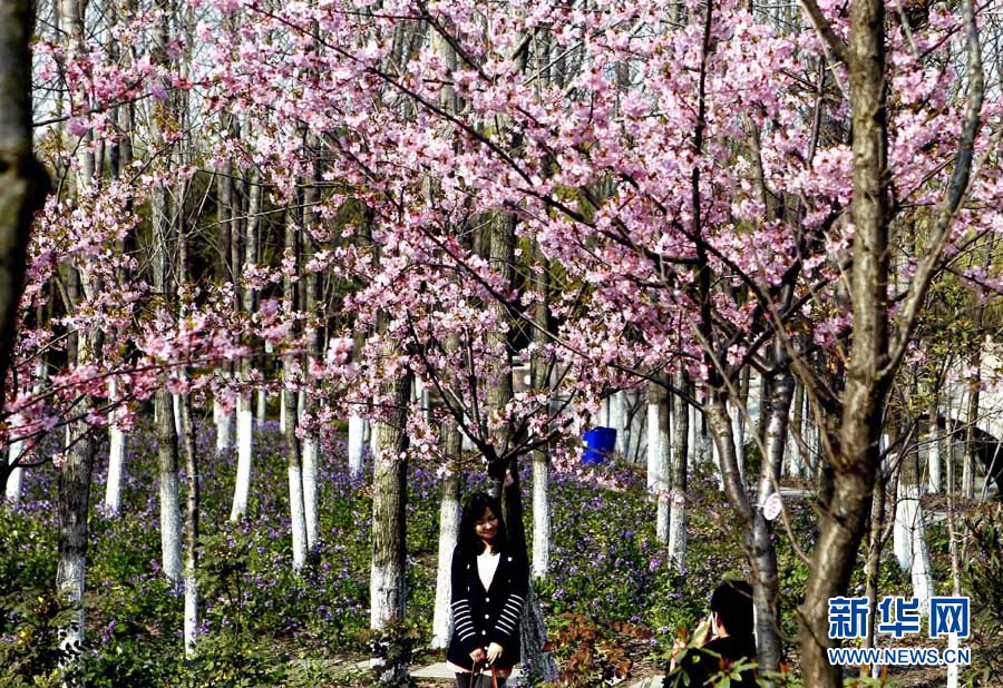 2012上海櫻花節(jié)“櫻之緣”攝影賽開拍