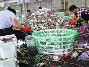 最低僅售2.5元一斤 罕見連年豐 梭子蟹賣白菜價