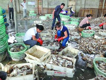 最低僅售2.5元一斤 罕見連年豐 梭子蟹賣白菜價