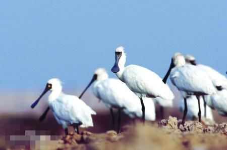 上海近日發(fā)現(xiàn)至少10只黑臉琵鷺 為全球?yàn)l危鳥種