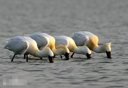 上海近日發(fā)現(xiàn)至少10只黑臉琵鷺 為全球?yàn)l危鳥(niǎo)種