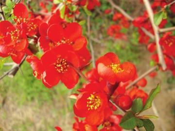 今春“百花齊放”盛景提前呈現(xiàn) 3月可賞4月景