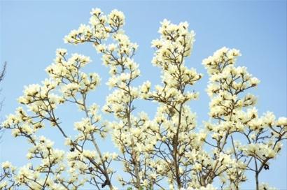 今春“百花齊放”盛景提前呈現(xiàn) 3月可賞4月景