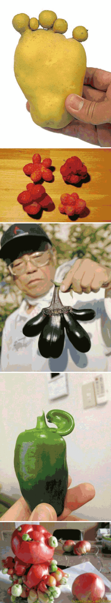 福島核電站核泄漏后日本出現(xiàn)大量變異植物