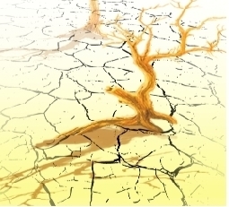 北京已92天無降水創(chuàng)30年之最 九成麥苗枯萎嚴重