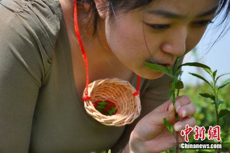 公關(guān)公司稱為復(fù)原傳說策劃信陽“處女唇茶”(圖)