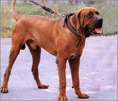 別墅斗犬去年咬傷釣魚者 今年咬死來(lái)訪客人 組圖