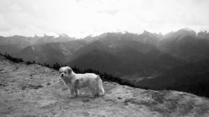 流浪狗跟隨驢友奔跑千余公里征服青藏高原感動(dòng)網(wǎng)友