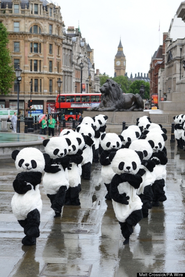 倫敦街頭108只“大熊貓”打太極