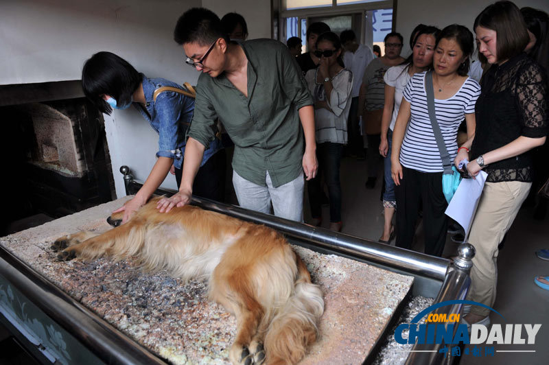 高清：寵物狗航空托運(yùn)死亡 數(shù)十愛心人士送別