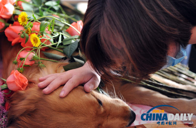 高清：寵物狗航空托運(yùn)死亡 數(shù)十愛(ài)心人士送別