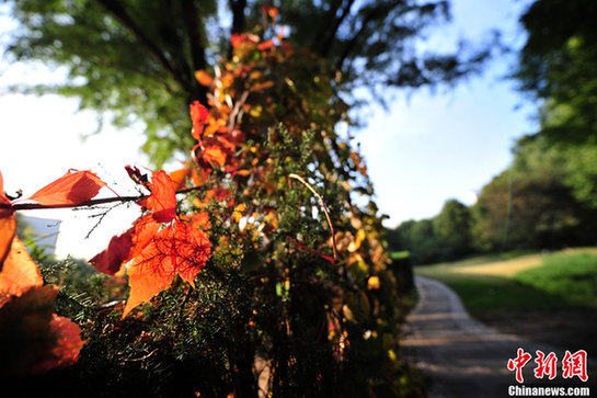 細(xì)數(shù)京城十大“最美秋天的角落”