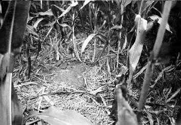 一對(duì)男女私奔后生活狼狽 偷狗、搶孩子終落法網(wǎng)