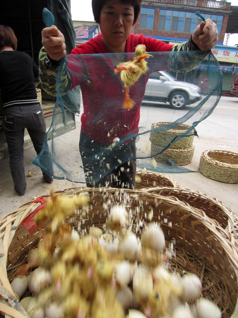 福建鴨場(chǎng)上萬鴨苗每只6分錢賤賣喂蛇