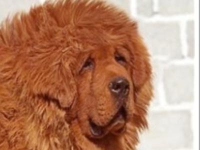 身價(jià)是大熊貓的20倍 盤點(diǎn)世界最貴那些動(dòng)物/圖