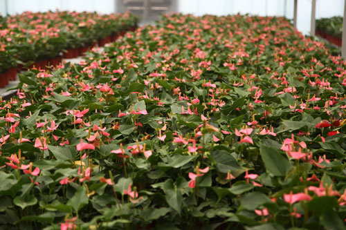 全國網(wǎng)絡(luò)媒體記者走進濟源