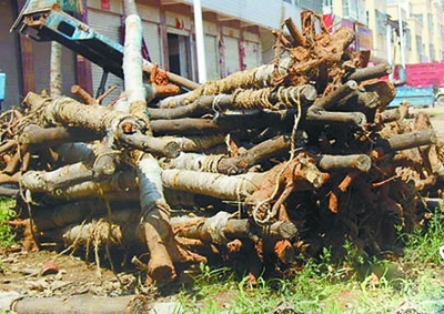 應(yīng)付檢查花樣多 領(lǐng)導(dǎo)視察變身“全民造假”