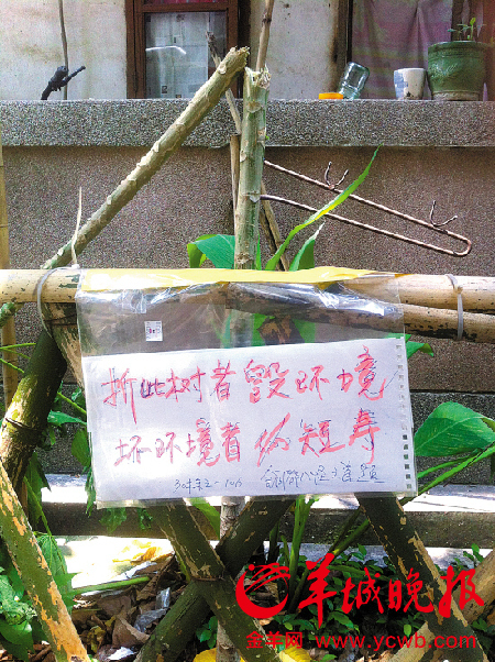 羊城盜賊面面觀: