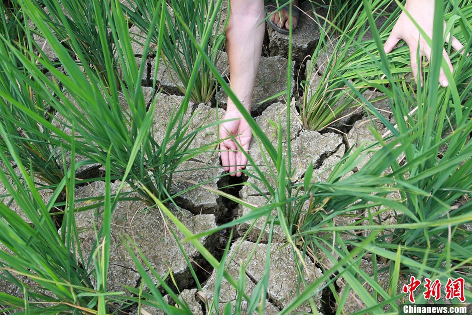 湖南鳳凰近四成水田出現(xiàn)干裂 1.32萬人“喊渴”