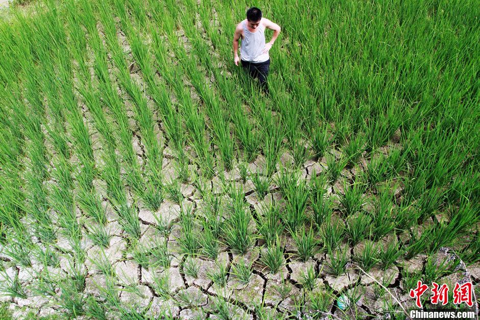 湖南鳳凰近四成水田出現(xiàn)干裂 1.32萬人“喊渴”
