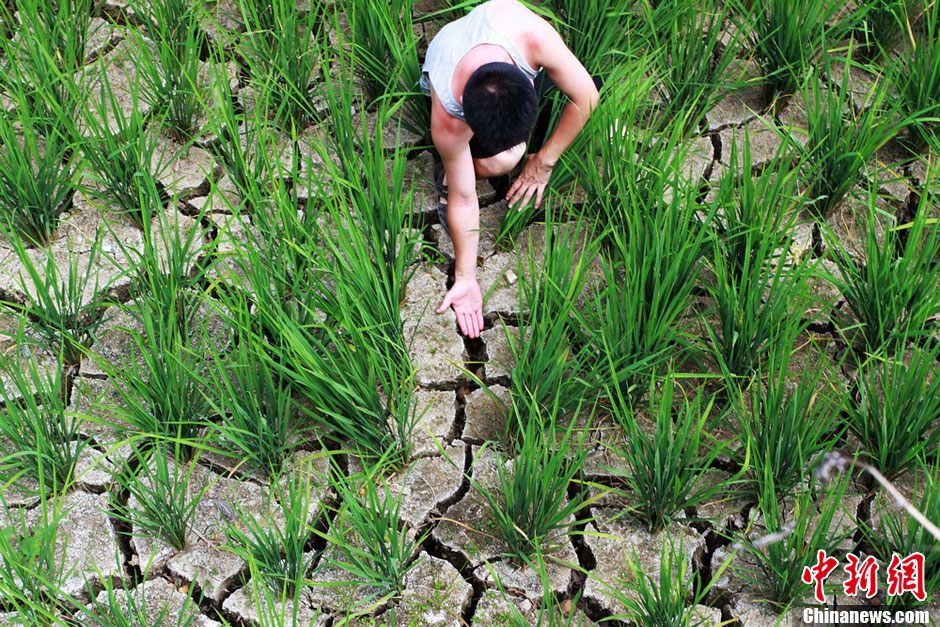 湖南鳳凰近四成水田出現(xiàn)干裂 1.32萬(wàn)人“喊渴”