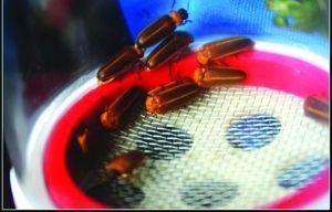 活體螢火蟲(chóng)七夕熱賣被指