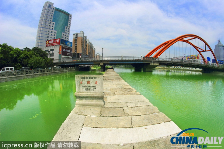浙東古運(yùn)河藍(lán)藻肆虐 河水轉(zhuǎn)身一變綠顏料