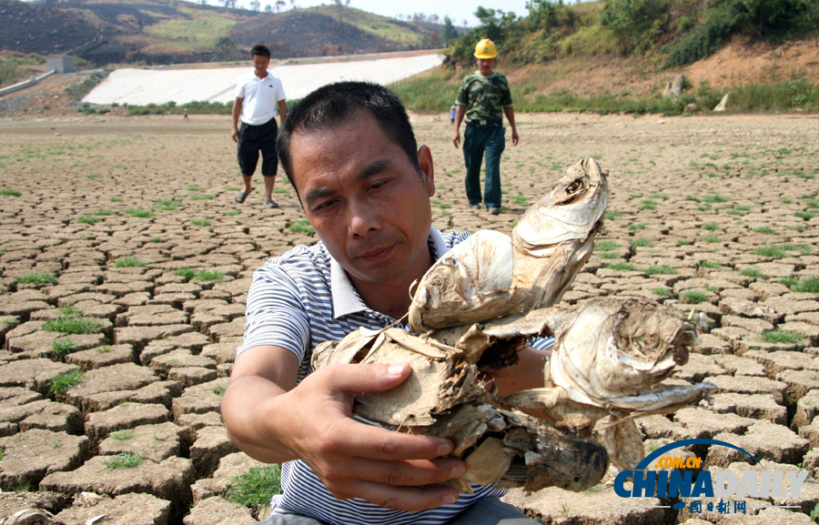 村支書(shū)放干自家承包水庫(kù)救活鄉(xiāng)親禾苗 3萬(wàn)斤魚(yú)無(wú)水曬成魚(yú)干