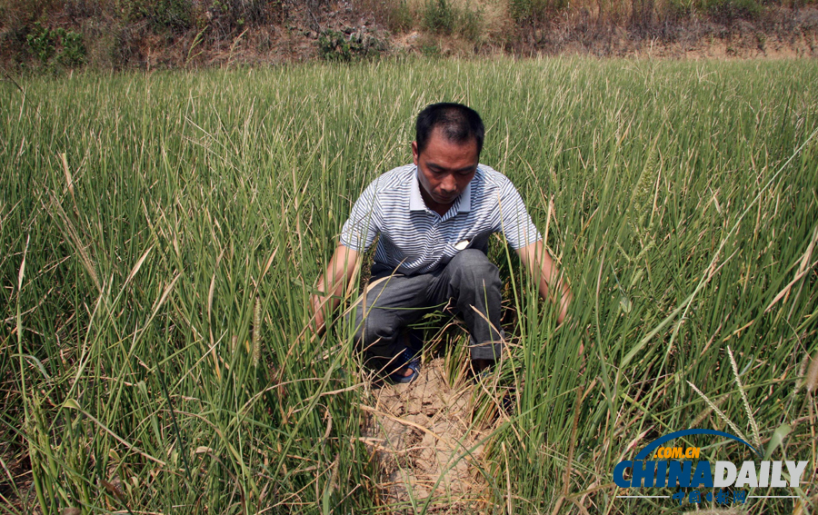 村支書放干自家承包水庫救活鄉(xiāng)親禾苗 3萬斤魚無水曬成魚干