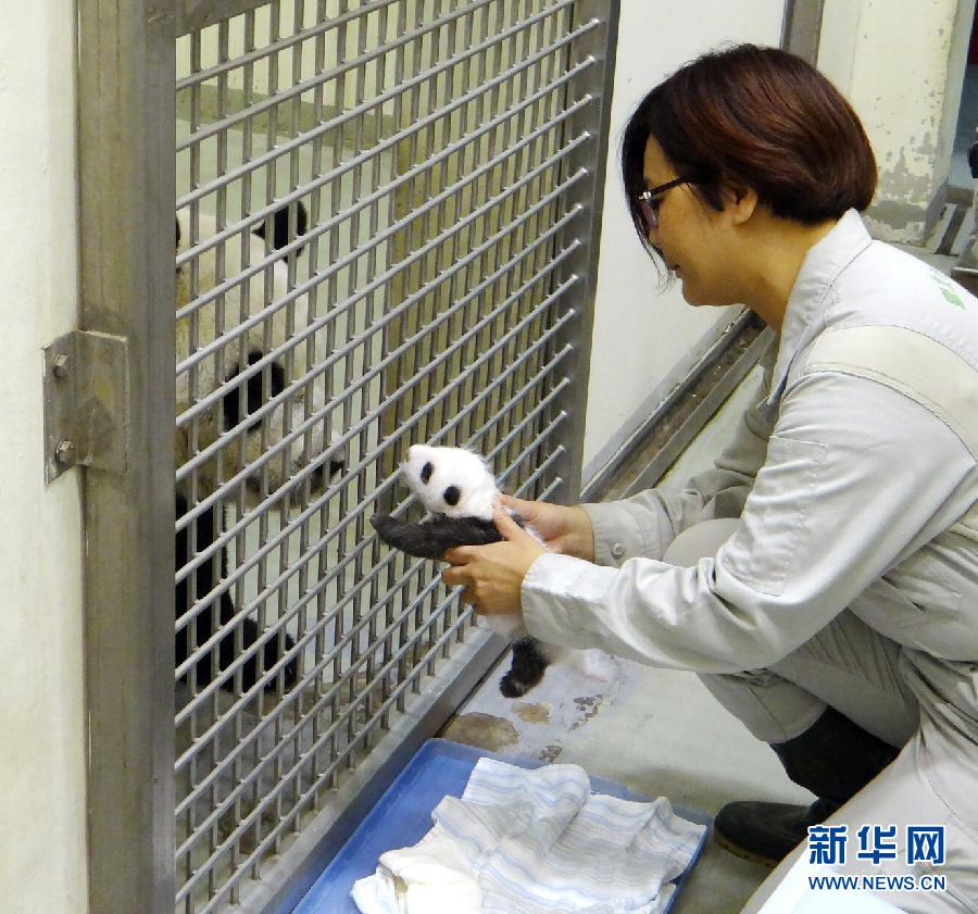 萌態(tài)百出小“圓仔”