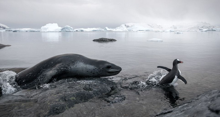 企鵝被海豹“盯上” 大戰(zhàn)三小時(shí)驚險(xiǎn)逃脫