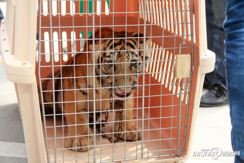 四個(gè)月大幼虎體檢像孩童 狂吼掙扎流眼淚(組圖)