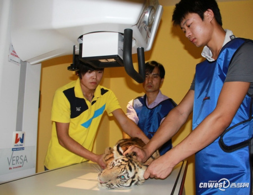 四個月大幼虎體檢像孩童 狂吼掙扎流眼淚(組圖)