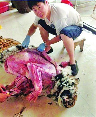 網(wǎng)傳不足2歲老虎被剝皮圖片遭網(wǎng)友指責(圖)