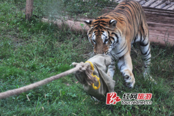 長沙動物園“人虎拔河”引爭議 回應(yīng)稱為增強老虎野性