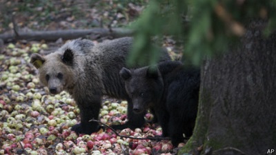 俄夫婦烹美食引來(lái)野熊 被困洗澡間報(bào)警求救(圖)