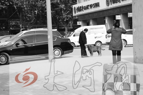 小區(qū)狗屎遍地 居民貼出“毒狗告示”驚呆狗主人