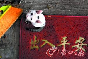 流浪男子立交橋下建“豪宅” 地毯梳妝臺(tái)俱全