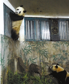 大熊貓黑眼圈變白 經(jīng)查患上皮膚寄生蟲(圖)