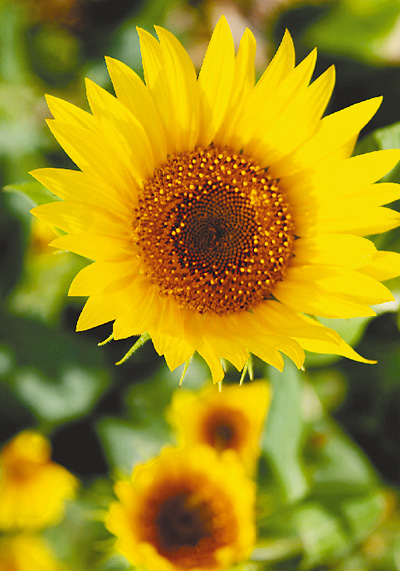 論十六大以來加快建設(shè)中國特色社會主義社會管理體系