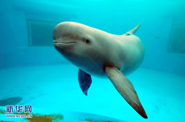 “水中大熊貓”江豚或?qū)缃^