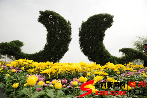 “大美家園”菊花展盡顯朔州城市魅力