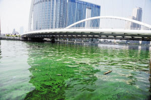 海河水面疑現(xiàn)藍(lán)藻 三個(gè)原因?qū)е卤l(fā)